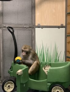 Neuralink macacos