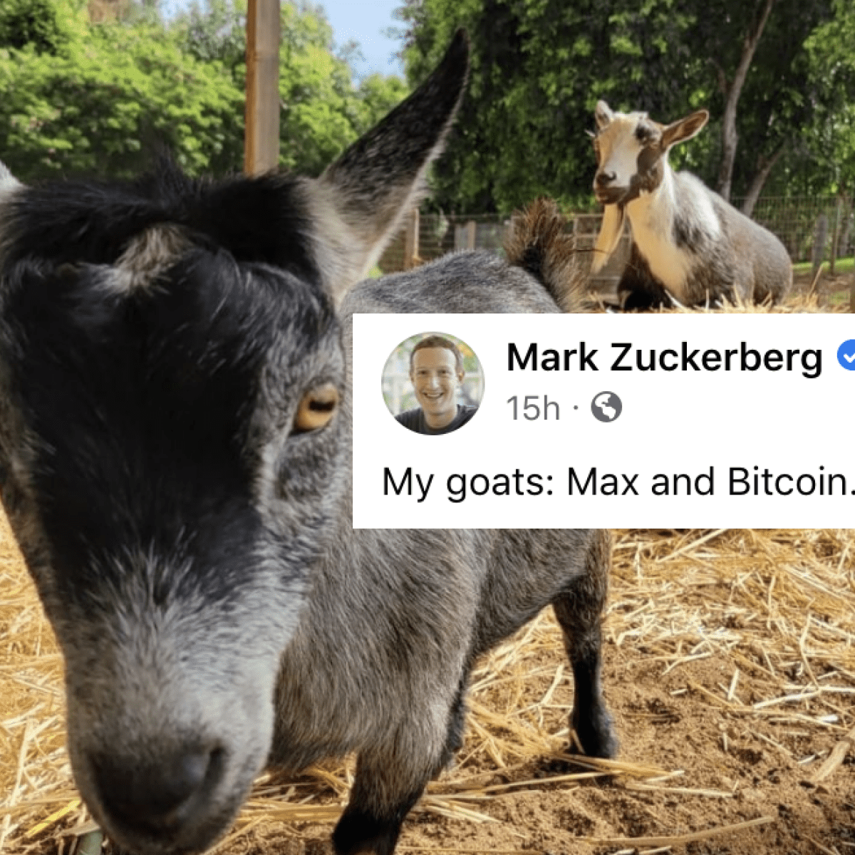curiosidades sobre Mark Zuckerberg