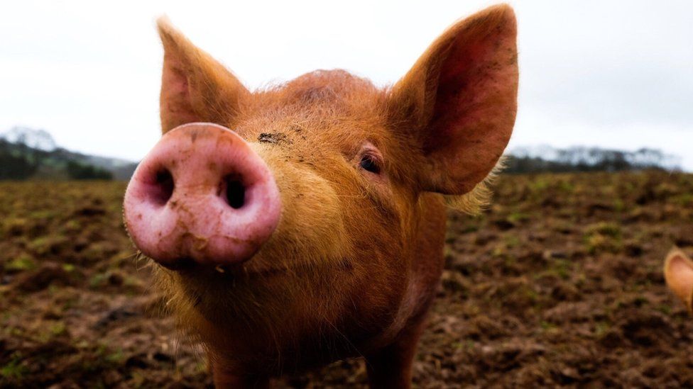 OrganEx: nova tecnologia revive órgãos de porcos uma hora após a morte