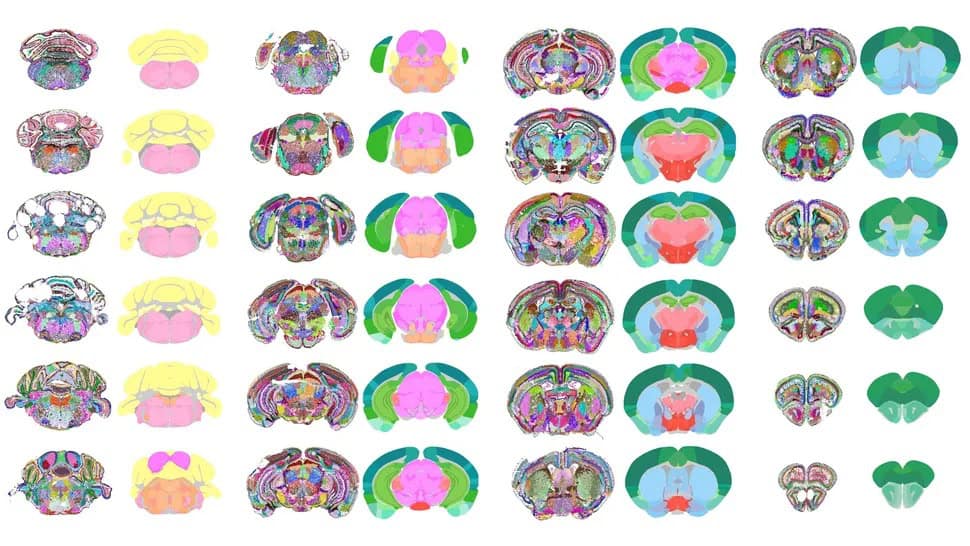 CellTransformer: a IA que mapeou o cérebro de camundongos em detalhes inéditos 1 Cortes transversais coloridos do cérebro de camundongo mostrando várias regiões cerebrais codificadas por cores neon
