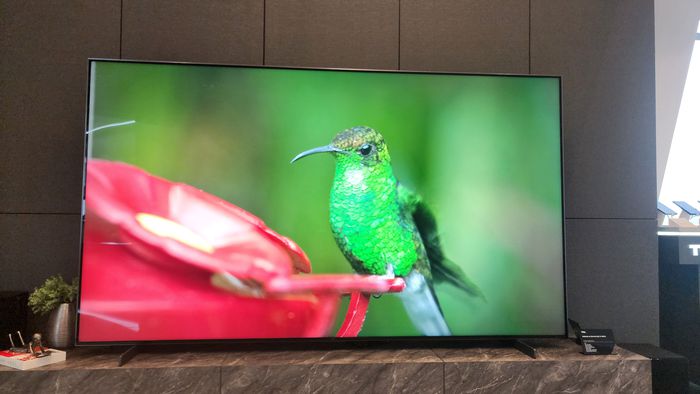 Televisor TCL moderno exibindo imagem macro vibrante de beija-flor e flor vermelha em showroom
