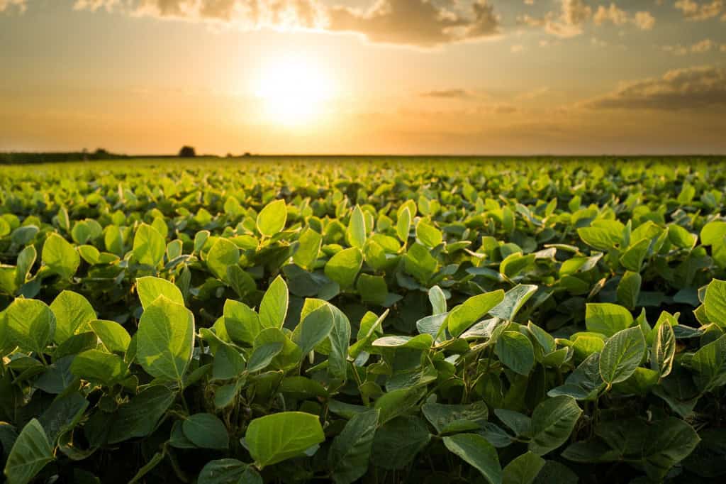 IA transforma previsão da safra de soja no Brasil com alta precisão 2 Campo de soja verde ao pôr do sol com fileiras organizadas e céu dourado ao fundo