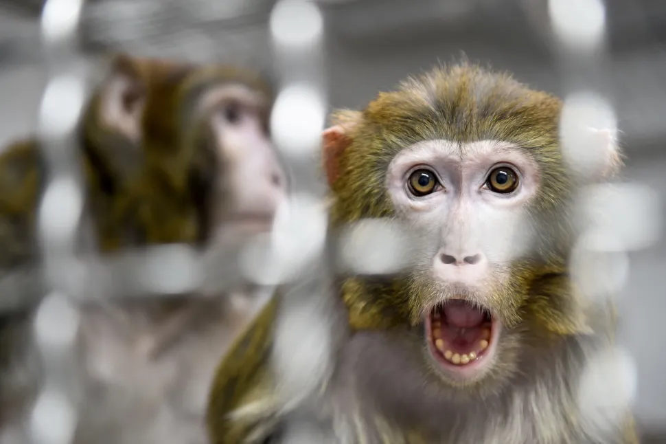 Chips cerebrais da Neuralink mataram 15 macacos