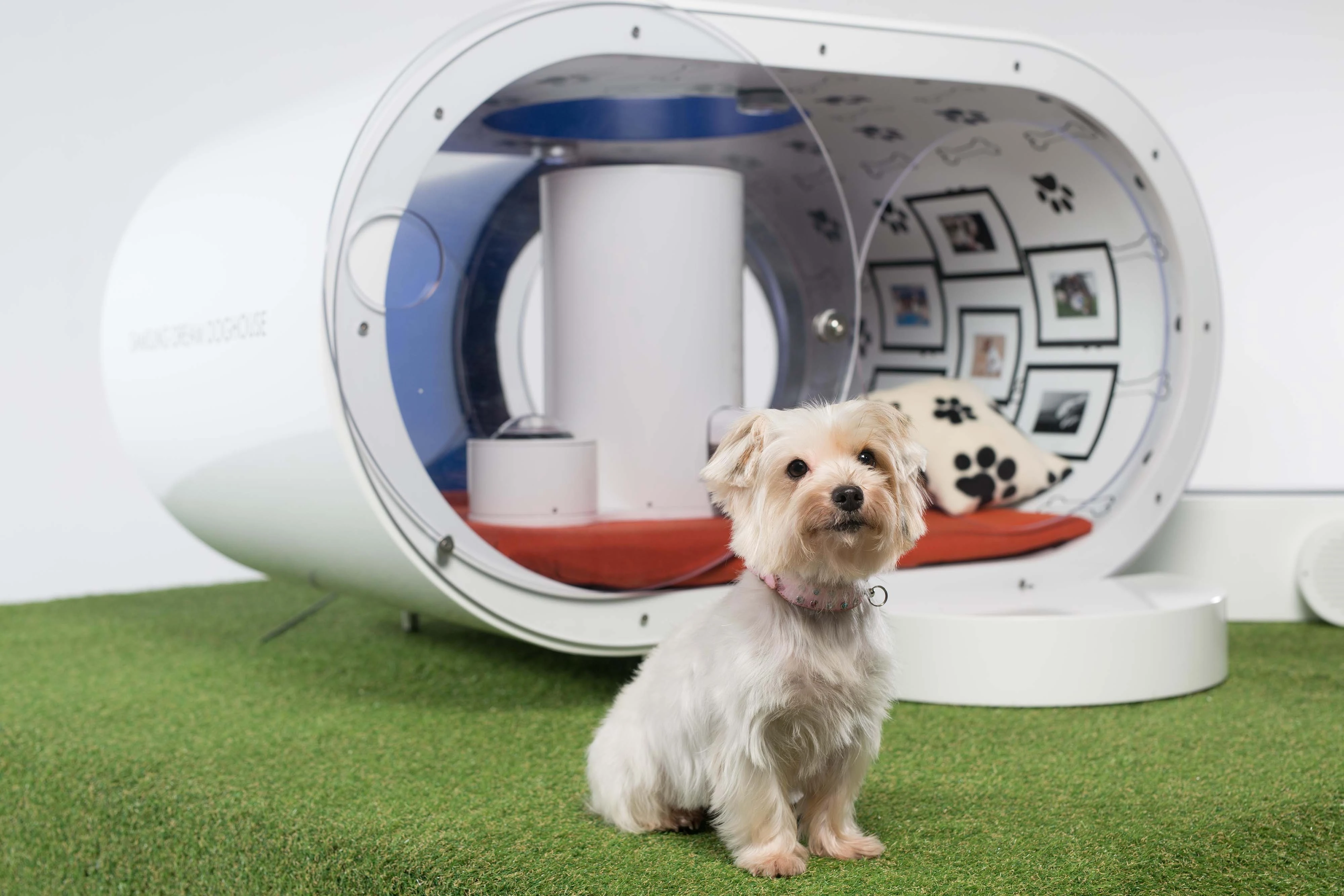 Cachorro branco sentado em grama sintética ao lado de uma cápsula pet de design futurista com cama e fotos na parede interna