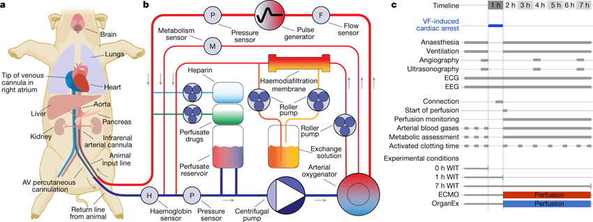 OrganEx
